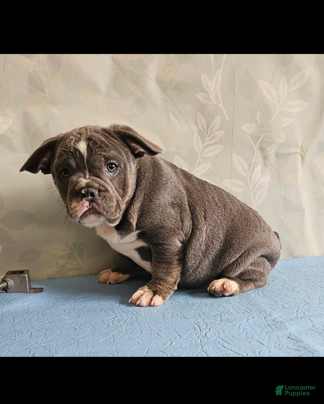 Mixed Breed dogs for sale: Mixed Breed Puppy 2 - Ad 1
