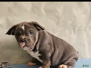 Mixed Breed dogs Mixed Breed Puppy 2 - Ad 42