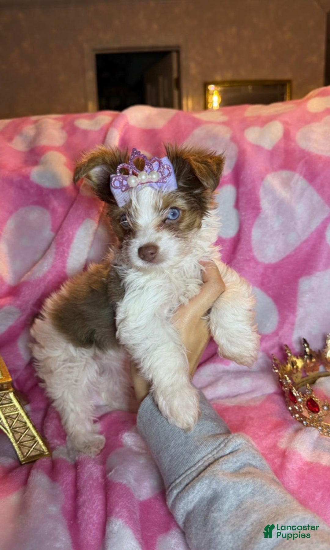 Yorkshire Terrier dogs for sale: Yorkshire Terrier Puppy 3 - Ad 5