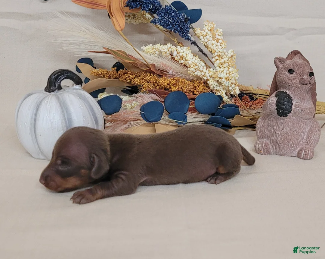 Miniature Dachshund dogs for sale: AKC Herman purebred Miniature Dachshund  - Ad 4