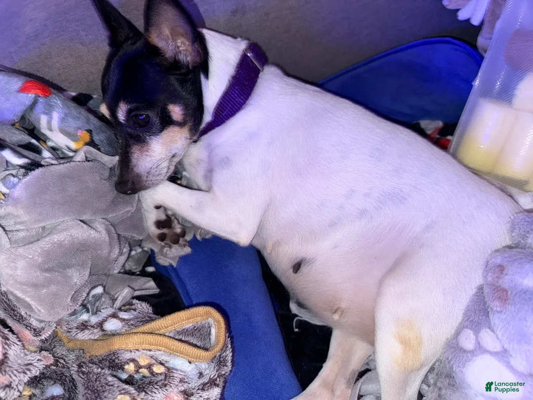 Toy Fox Terrier dogs for sale: Toy Fox Terrier 2 - Ad 3
