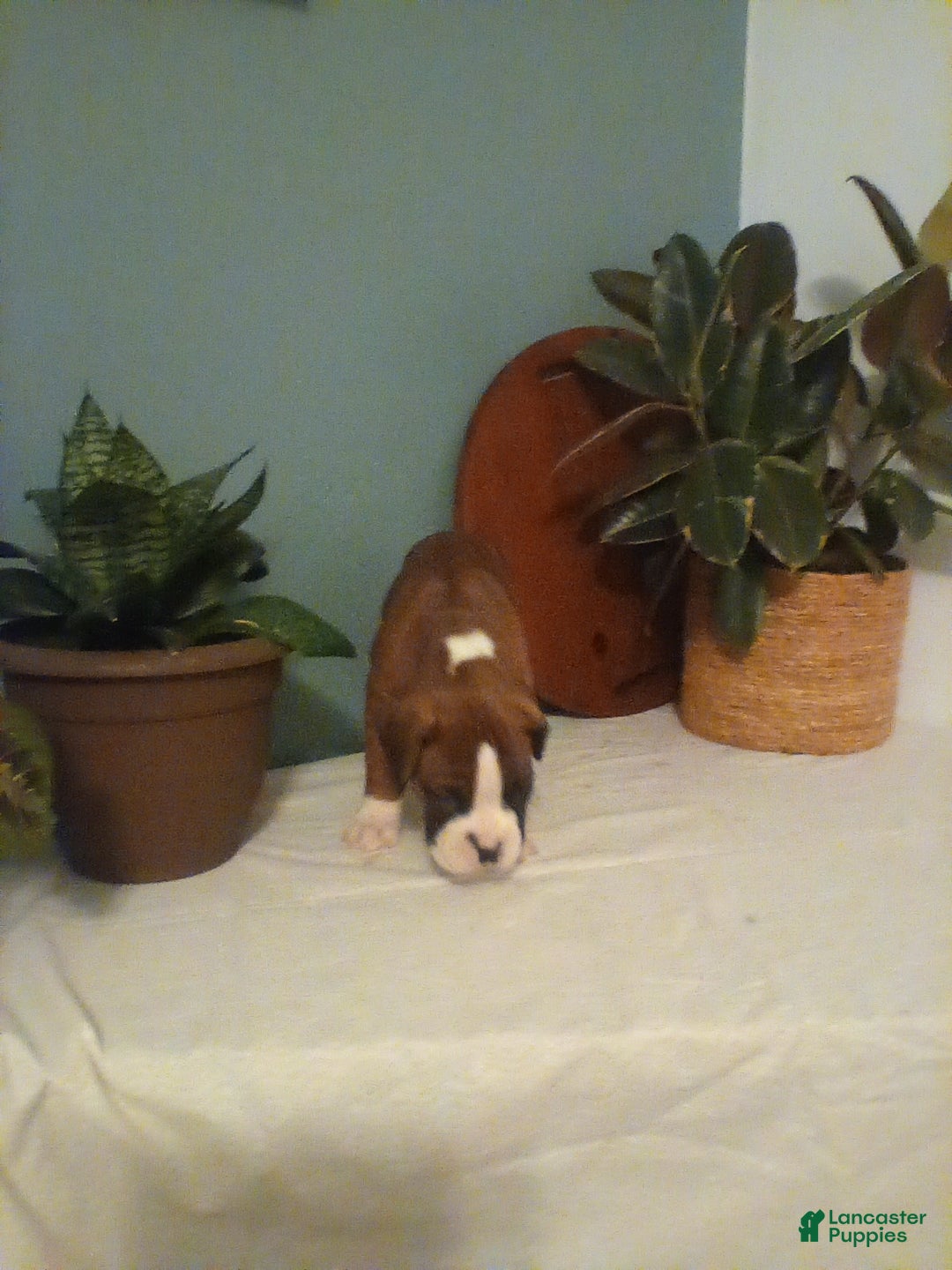 Boxer dogs for sale: Boxer Puppy 2 - Ad 3