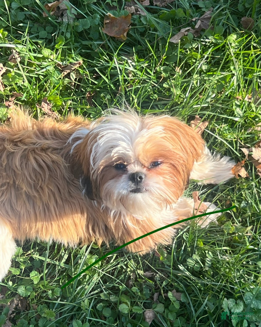 Shih Tzu dogs for sale: Shih Tzu Puppy 1 - Ad 2