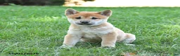 Shiba Inu dogs for sale: Gizmo - Ad 5