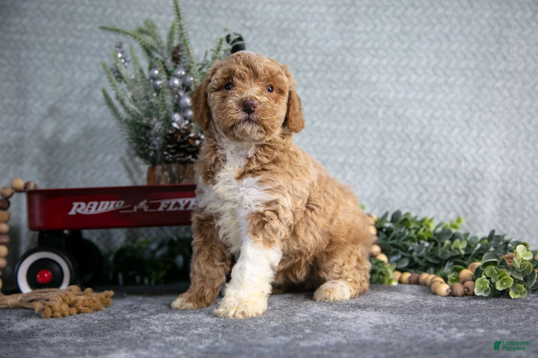 Miniature Poodle dogs for sale: Sarah - Ad 1