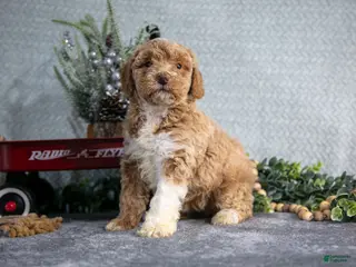 Miniature Poodle dogs Sarah - Ad 29