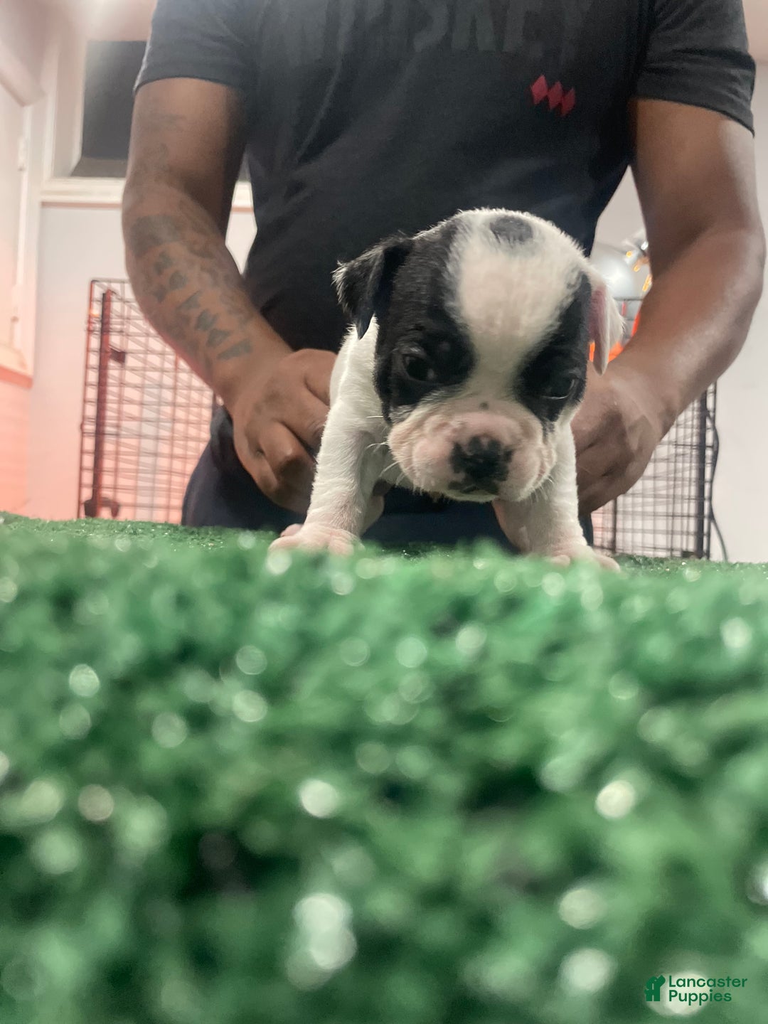 American Bully dogs for sale: American Bully Puppy 1 - Ad 3