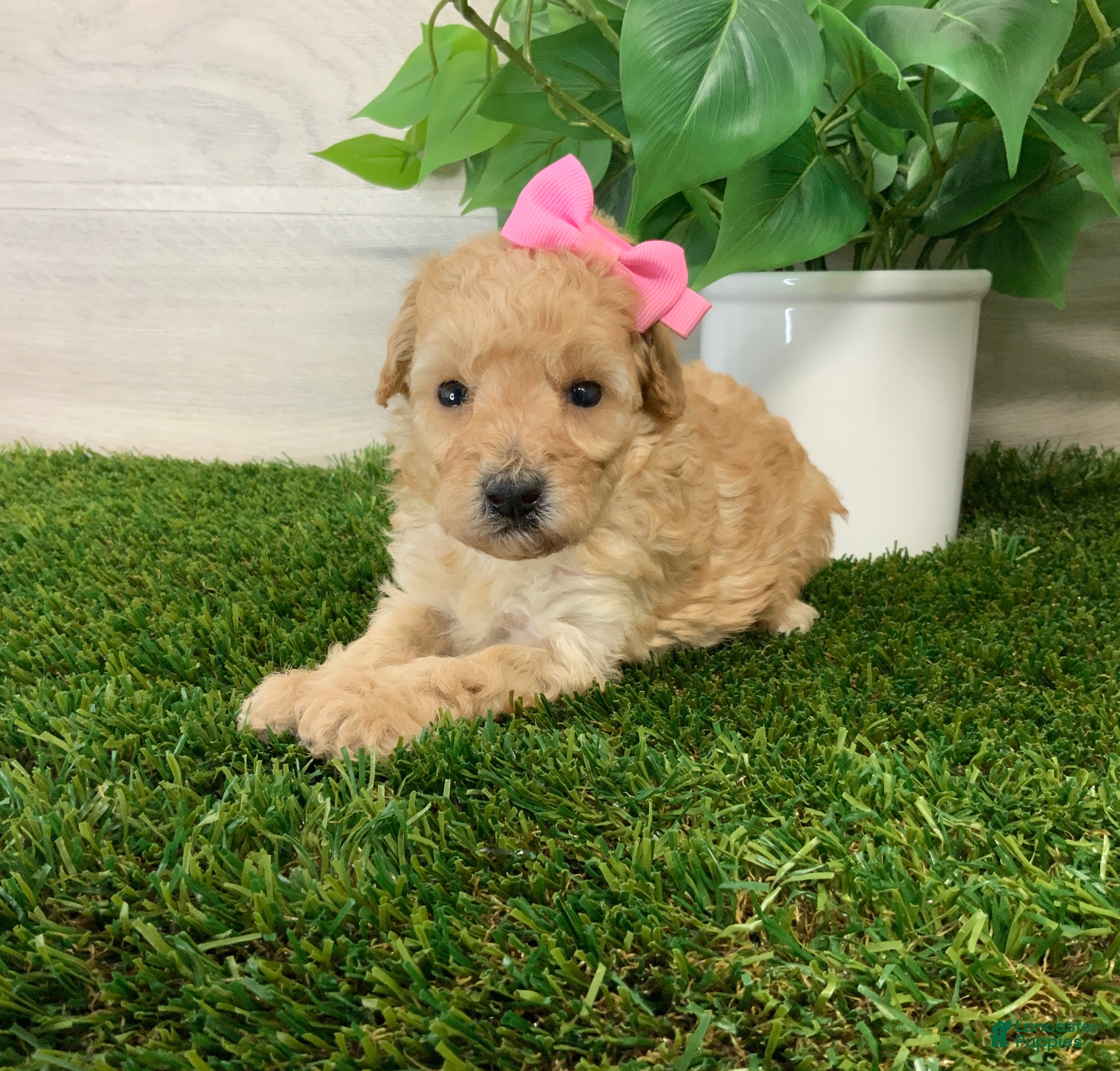 Toy Poodle dogs Myra - Ad 2