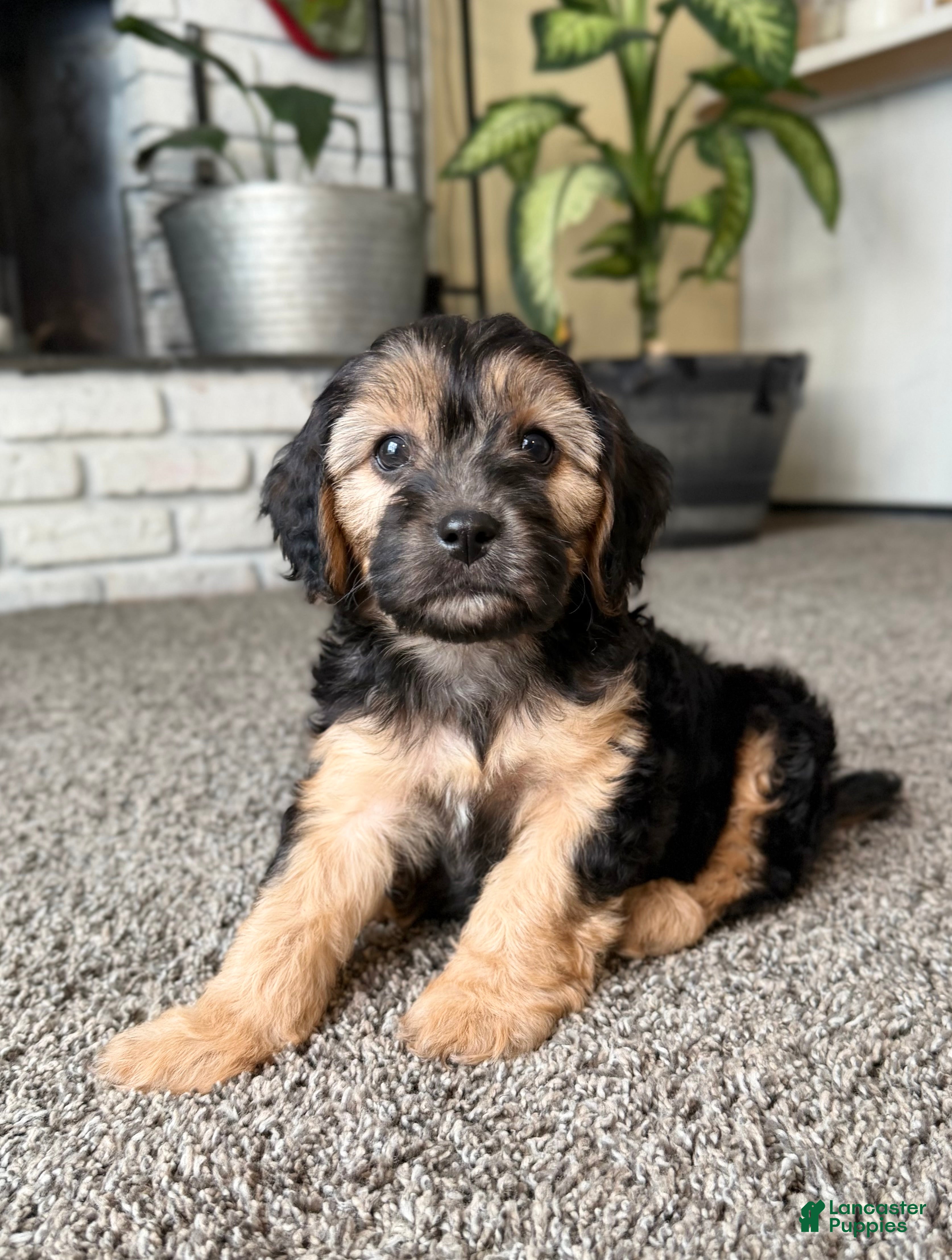 Cavapoo dogs Chestnut - Ad 15