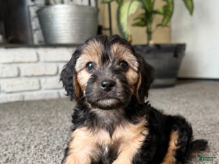 Cavapoo dogs Chestnut - Ad 15
