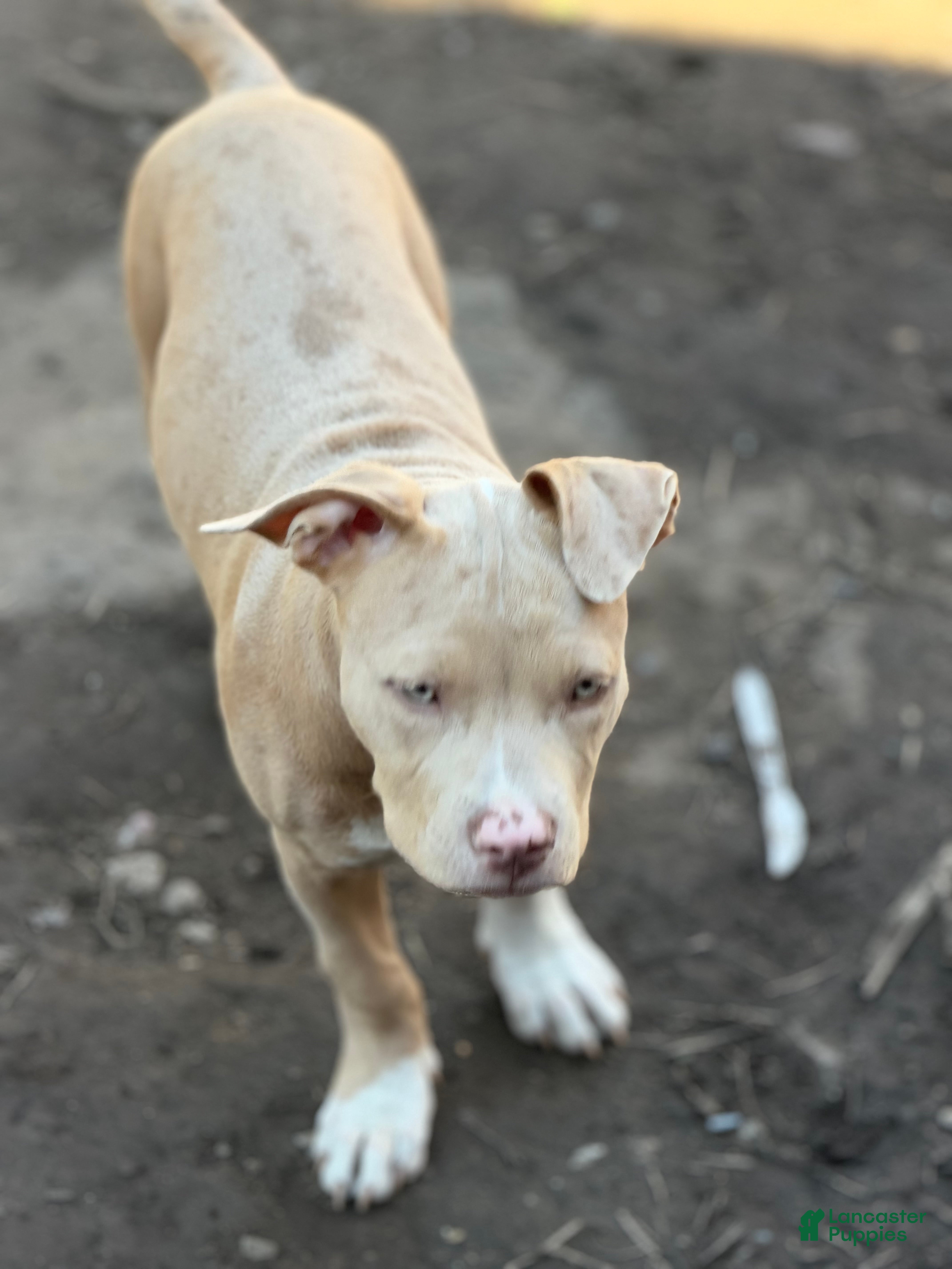 American Bully dogs for sale: American Bully 1 - Ad 33