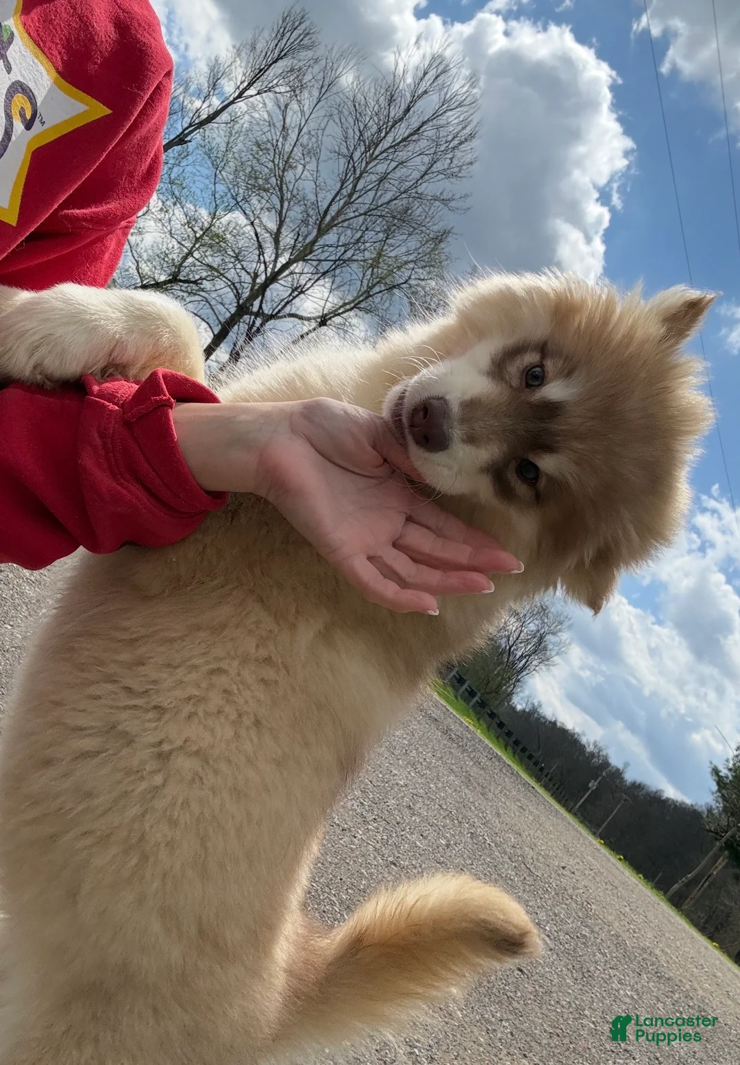 Pomsky dogs for sale: Jodee  - Ad 7