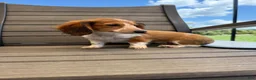 Miniature Dachshund dogs for sale: Dixie new pictures - Ad 14