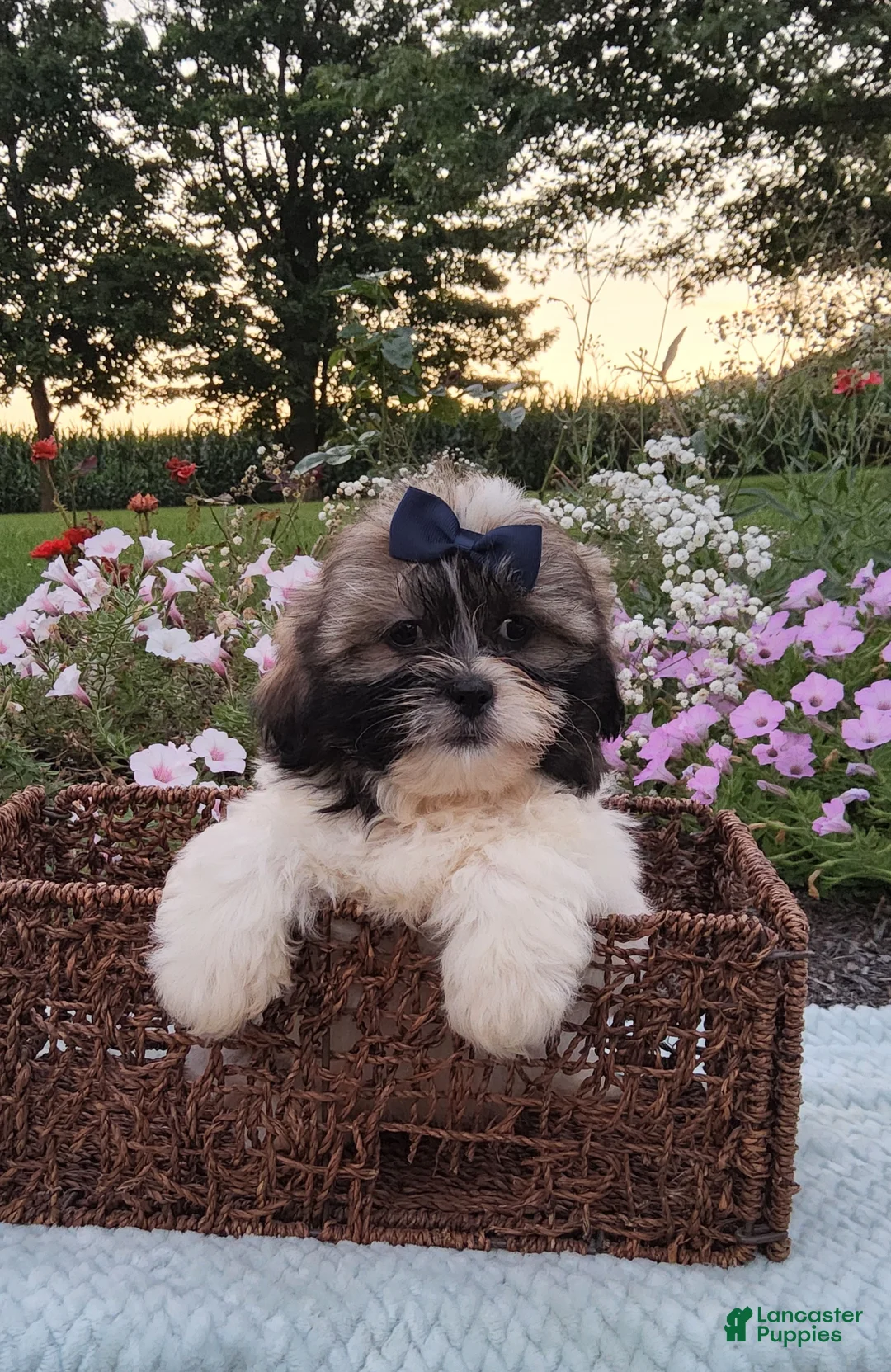 Shih Tzu dogs for sale: Biscuit - Ad 1