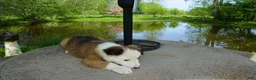 Border Collie dogs for sale: BANE - Ad 3