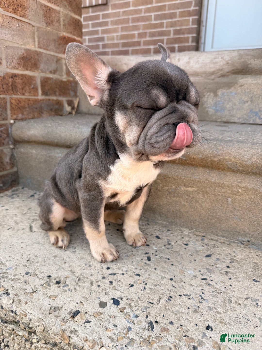French Bulldog dogs for sale: Big Latto girl 1 - Ad 4