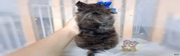 Morkie dogs for sale: Rare Merle Maui - Ad 4