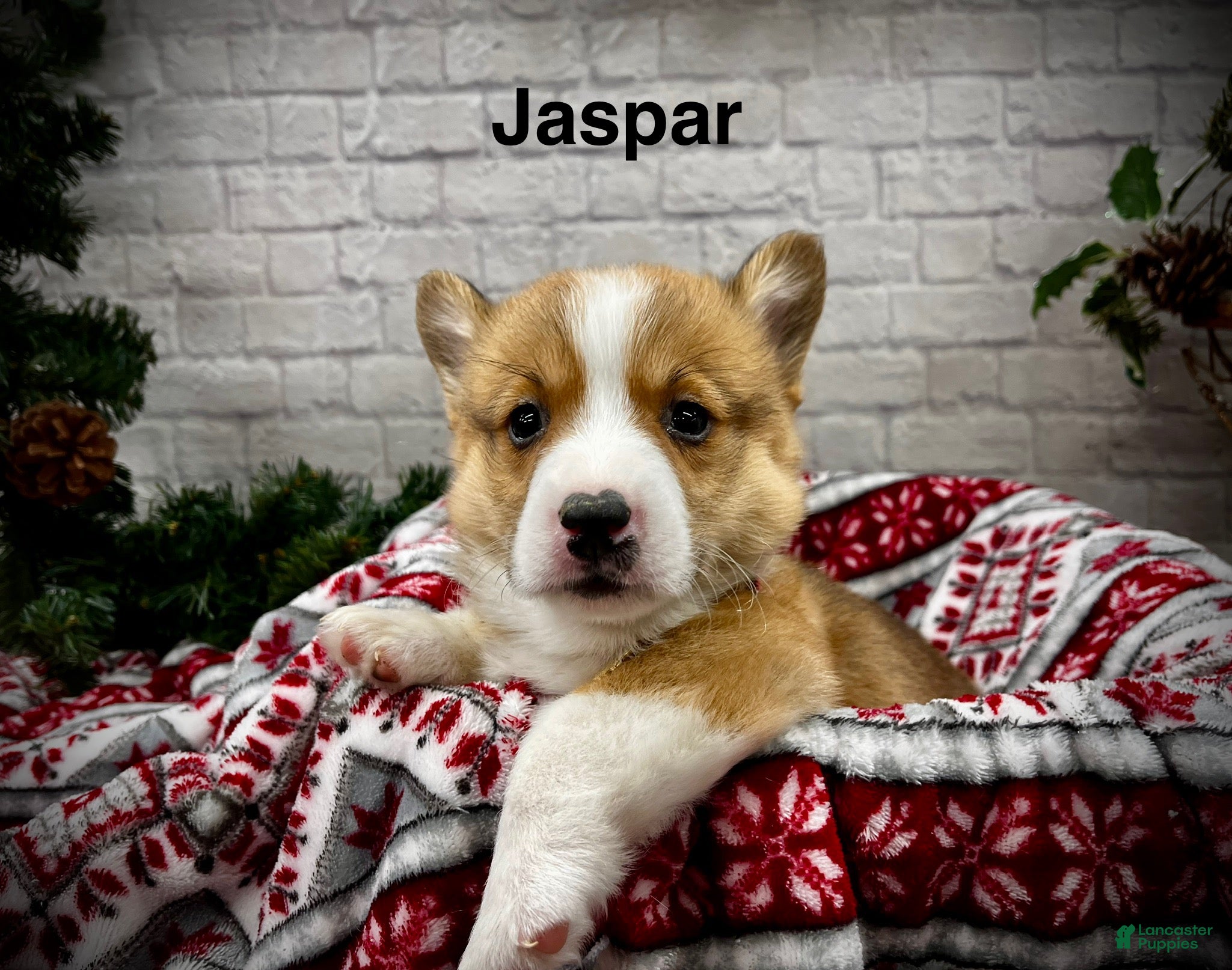 Welsh Corgi Pembroke dogs Jaspar - Ad 23