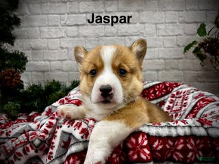 Welsh Corgi Pembroke dogs Jaspar - Ad 10