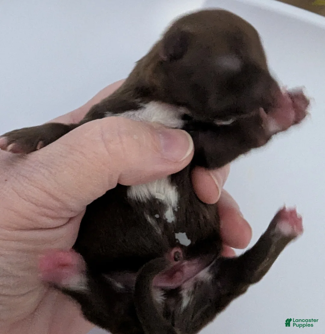 Chihuahua dogs for sale: Rowan - Ad 3