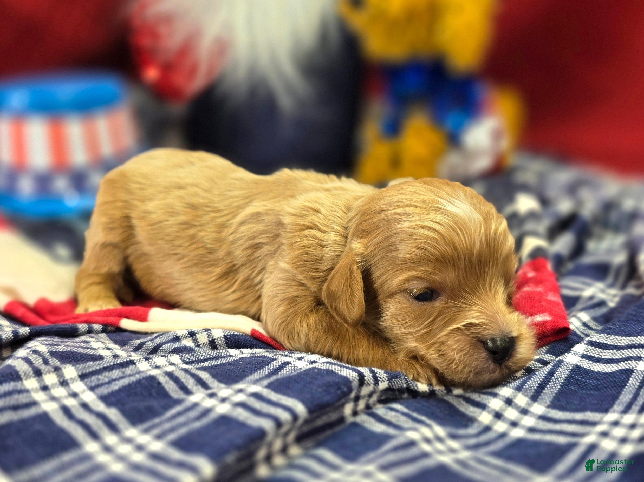 Cavapoo dogs Miles - Ad 22