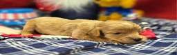 Cavapoo dogs for sale: Miles - Ad 1