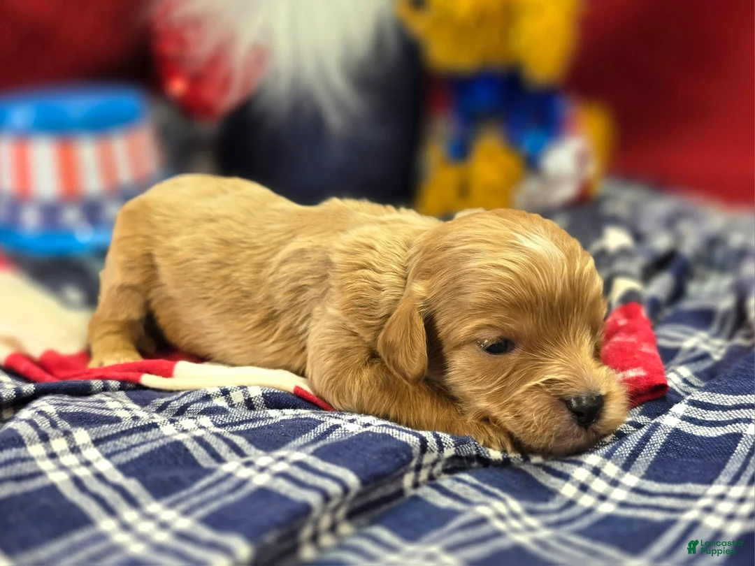 Cavapoo dogs for sale: Miles - Ad 1