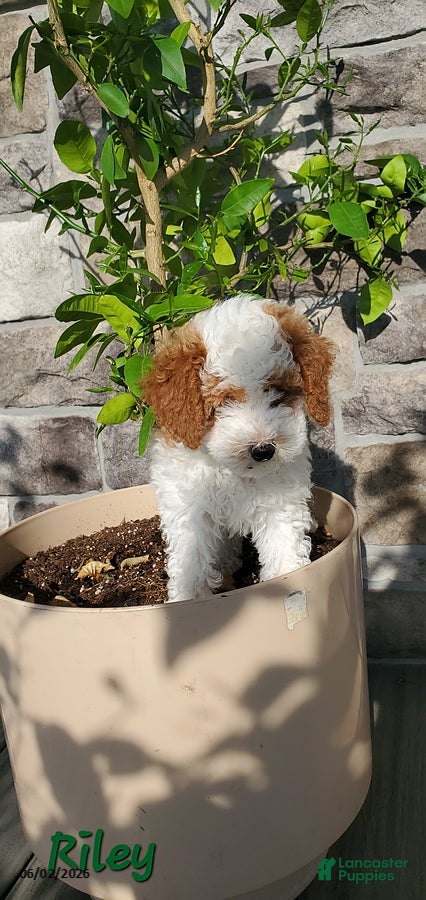 Toy Poodle dogs for sale: Riley - Ad 4