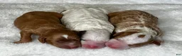 Mixed Breed dogs for sale: Tricolor Micro Mini - Ad 10