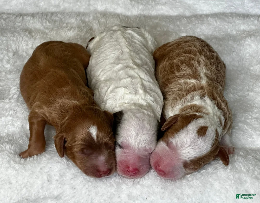 Mixed Breed dogs for sale: Tricolor Micro Mini - Ad 10
