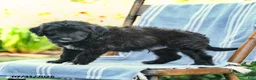 Mini Aussiedoodle dogs for sale: Aiden - Ad 1