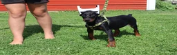 Doberman Pinscher dogs for sale: Doberman Pinscher 2 - Ad 6