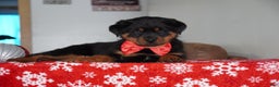 Rottweiler dogs for sale: Timber - Ad 4