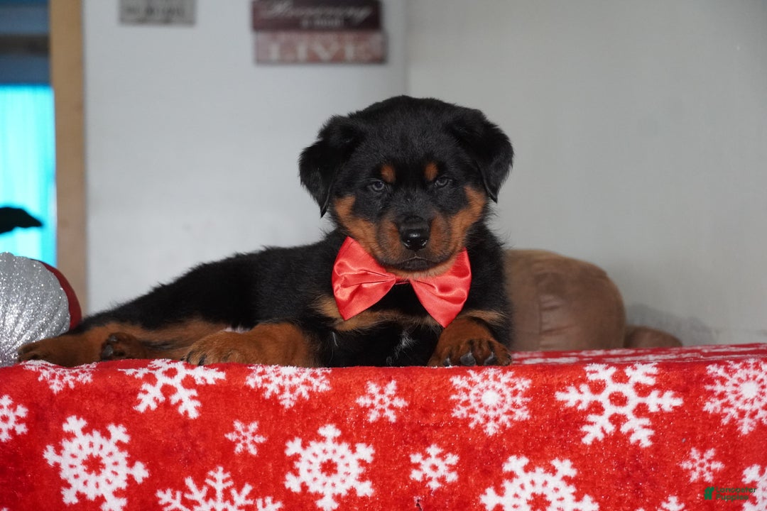 Rottweiler dogs for sale: Timber - Ad 4
