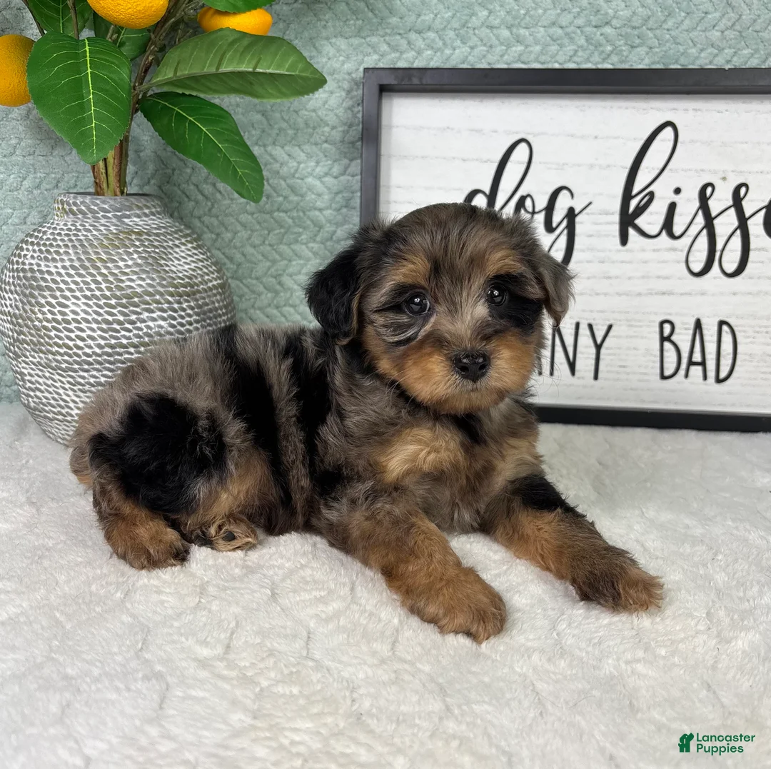 Yorkiepoo dogs for sale: Parker - Ad 2