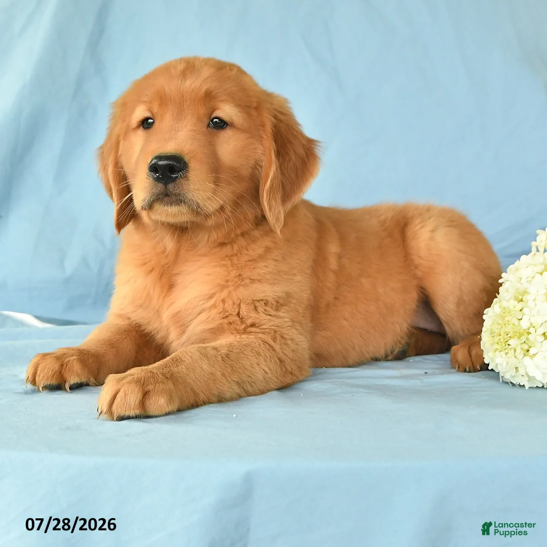 Golden Retriever dogs for sale: Maggie - Ad 2