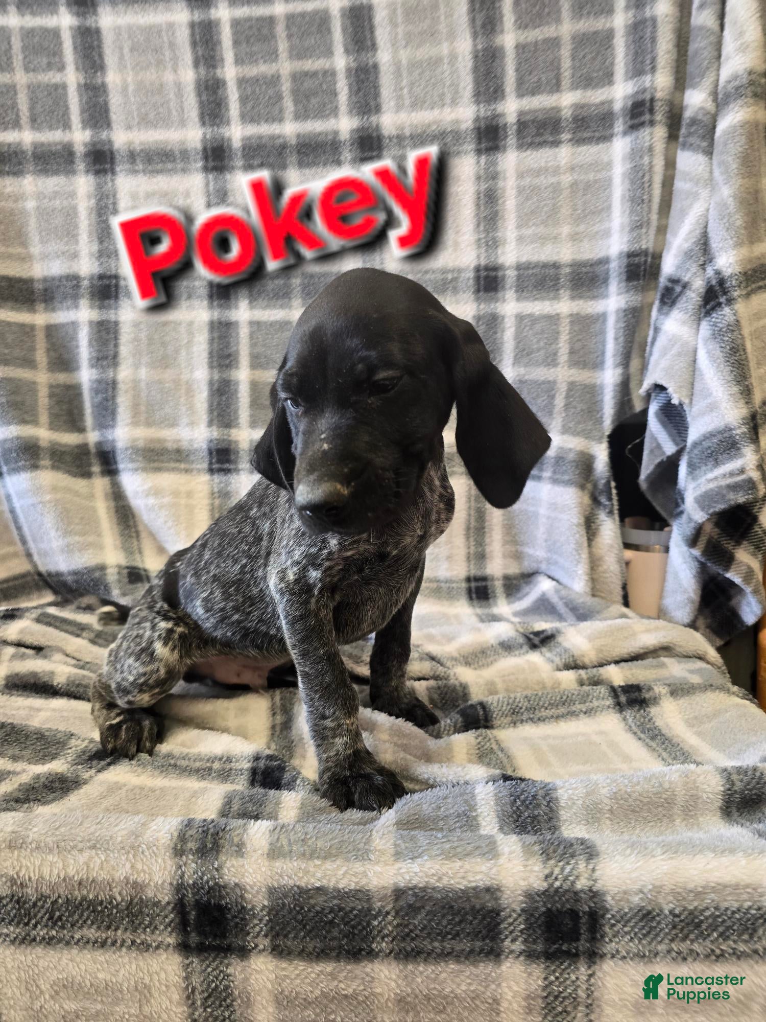 German Shorthaired Pointer dogs POKEY - Ad 13
