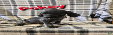 POKEY