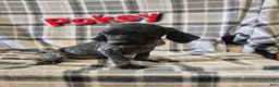 German Shorthaired Pointer dogs for sale: POKEY - Ad 1