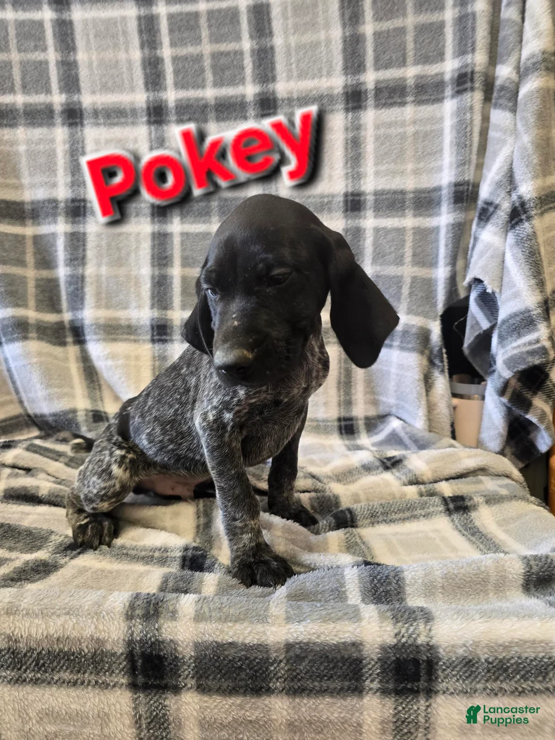 German Shorthaired Pointer dogs for sale: POKEY - Ad 1