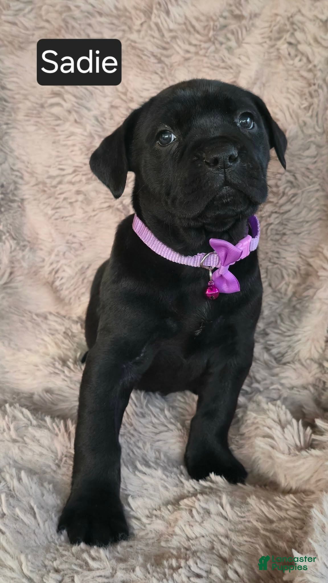 Cane Corso dogs Sadie - Ad 16