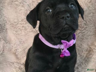 Cane Corso dogs Sadie - Ad 11