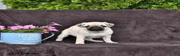 Pug dogs for sale: Dixon - Ad 2