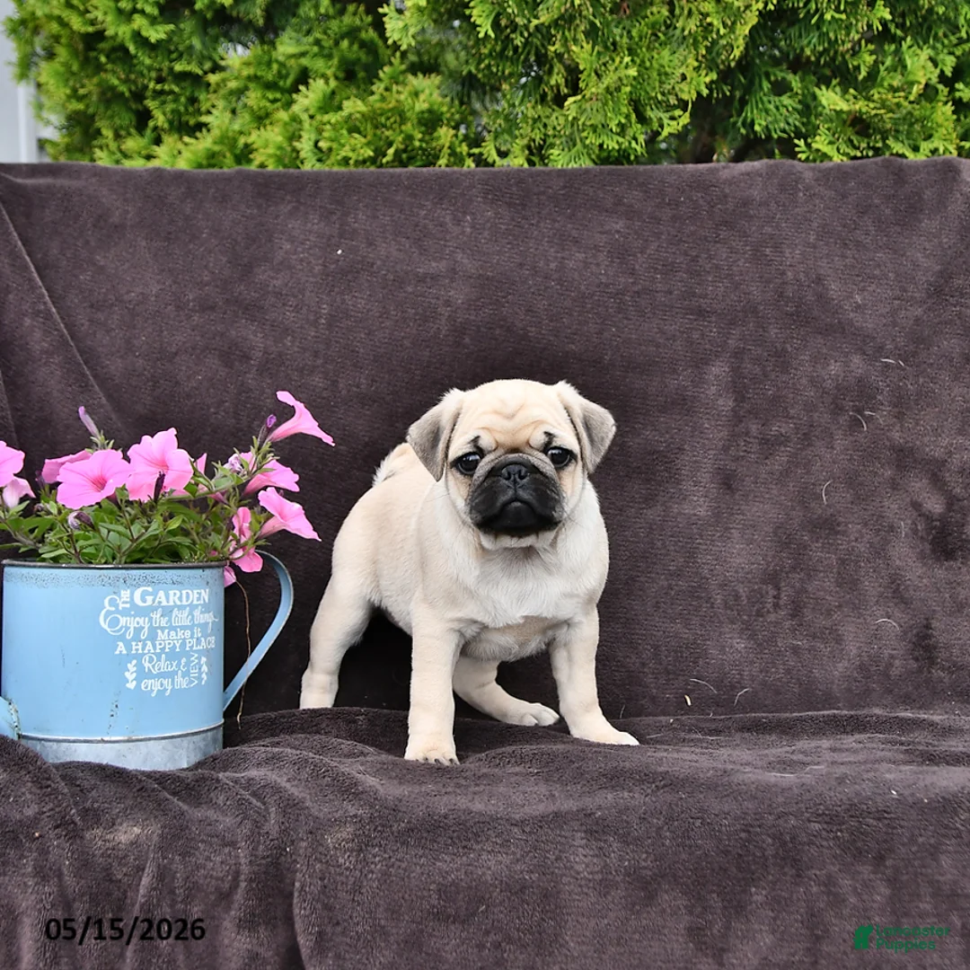 Pug dogs for sale: Dixon - Ad 2