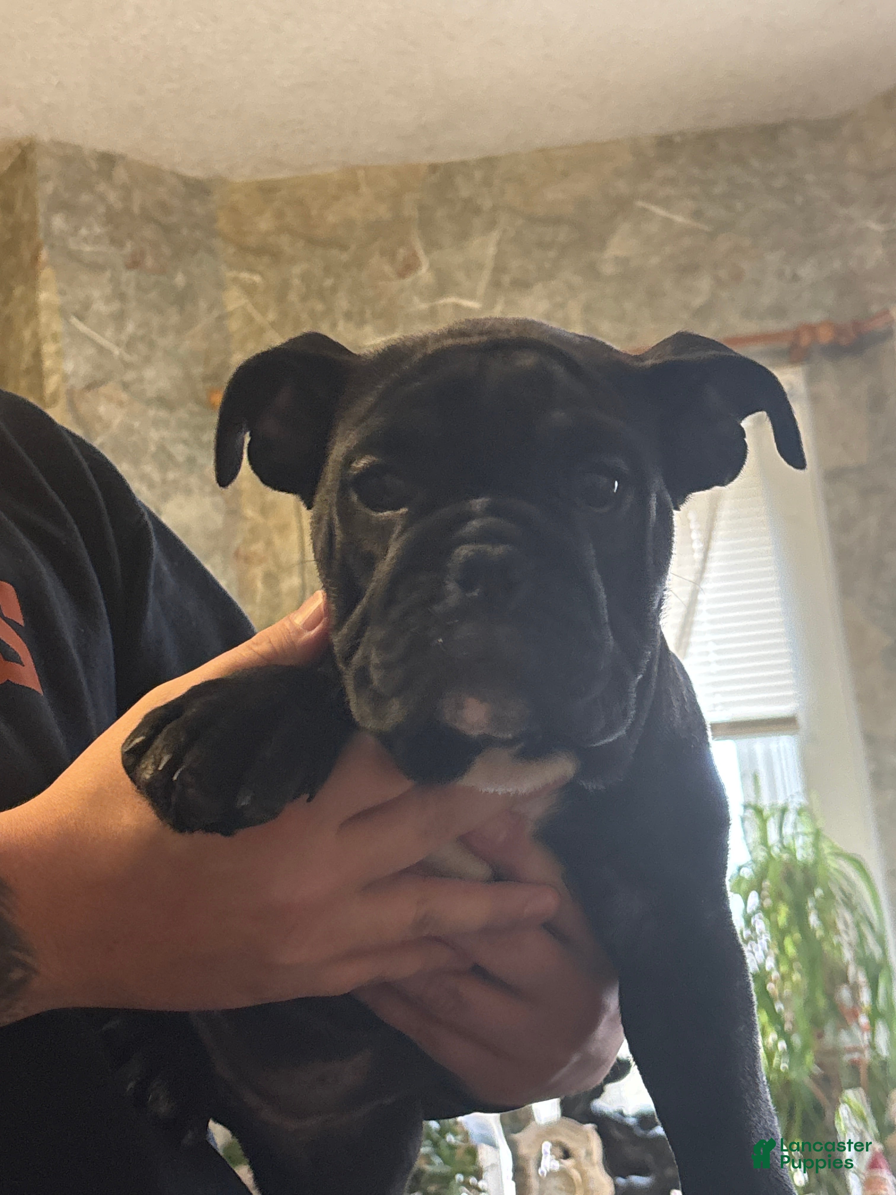 English Bulldog dogs Lucy - Ad 33