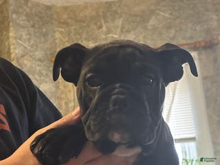 English Bulldog dogs Lucy - Ad 33