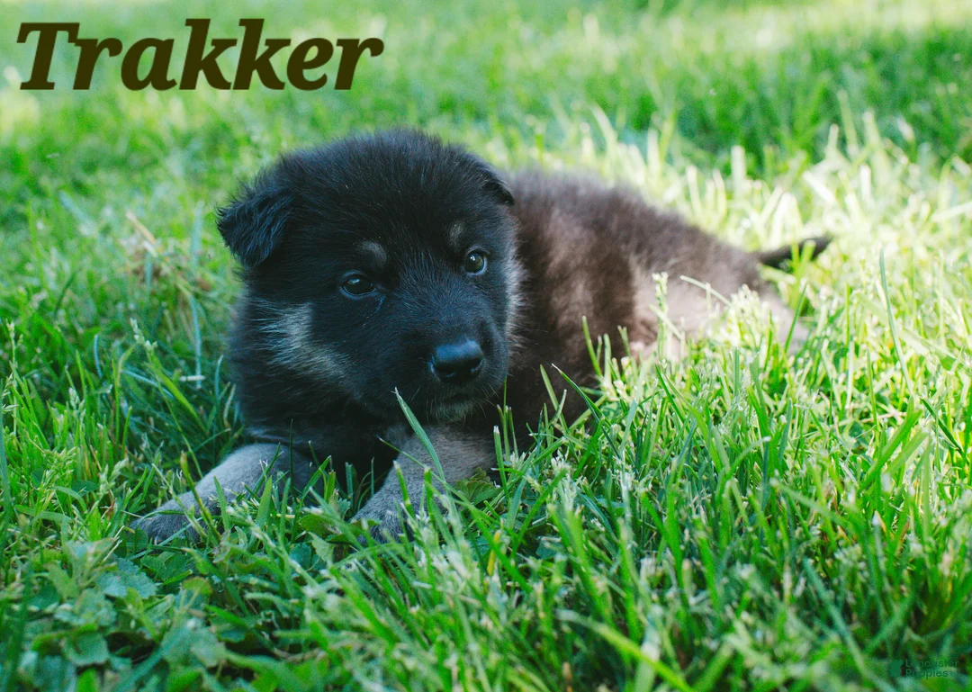 Mixed Breed dogs for sale: Trakker  - Ad 1
