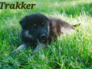 Mixed Breed dogs Trakker - Ad 42