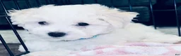 Bichon Frise dogs for sale: Baby boy 3 - Ad 8