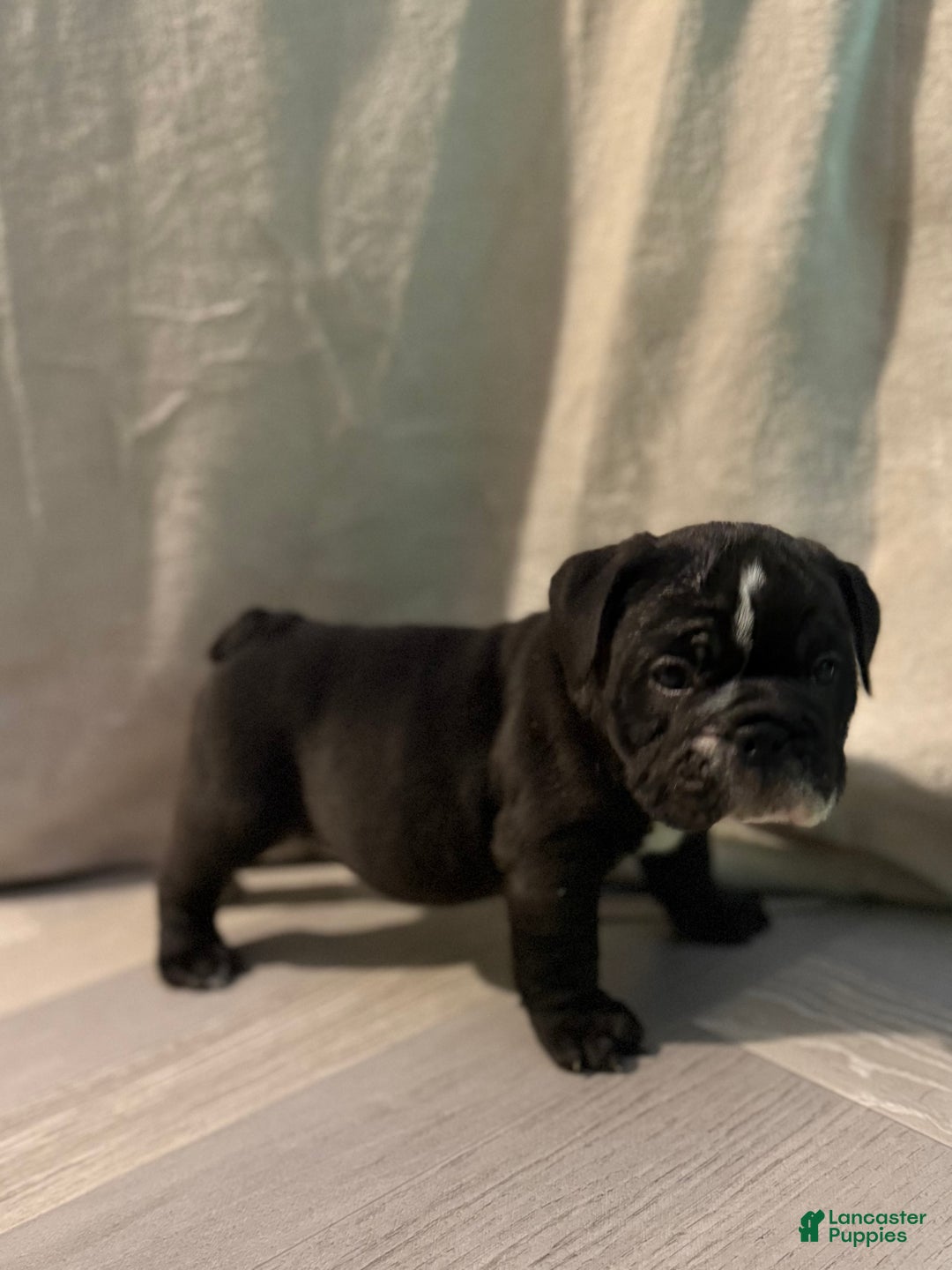 English Bulldog dogs for sale: Charlie - Ad 9